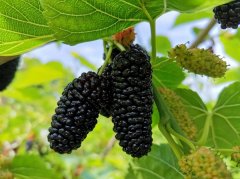 桑葚如许吃很！大夫多次提示：良多人还正在继